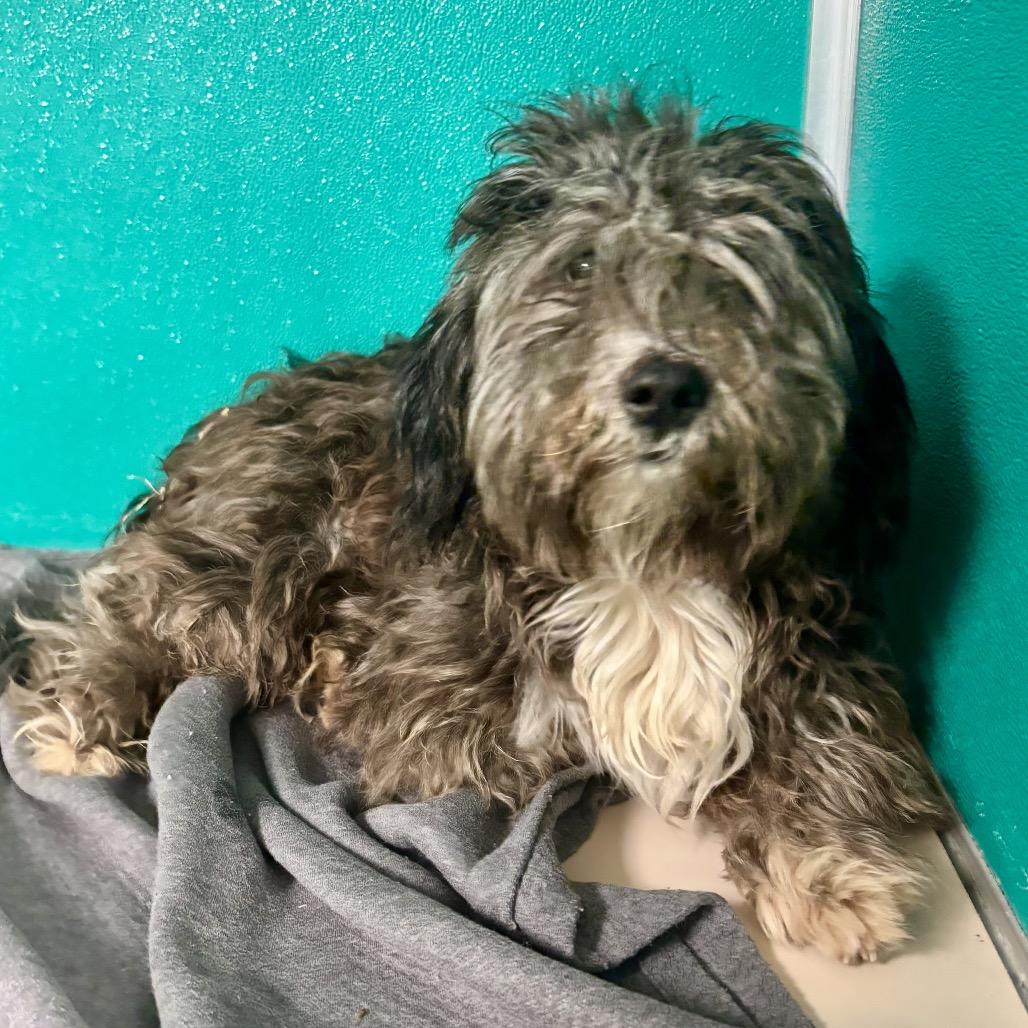 Auggie C-34103, a Adoptable Shih Tzu in Oklahoma City, OK image 4/6