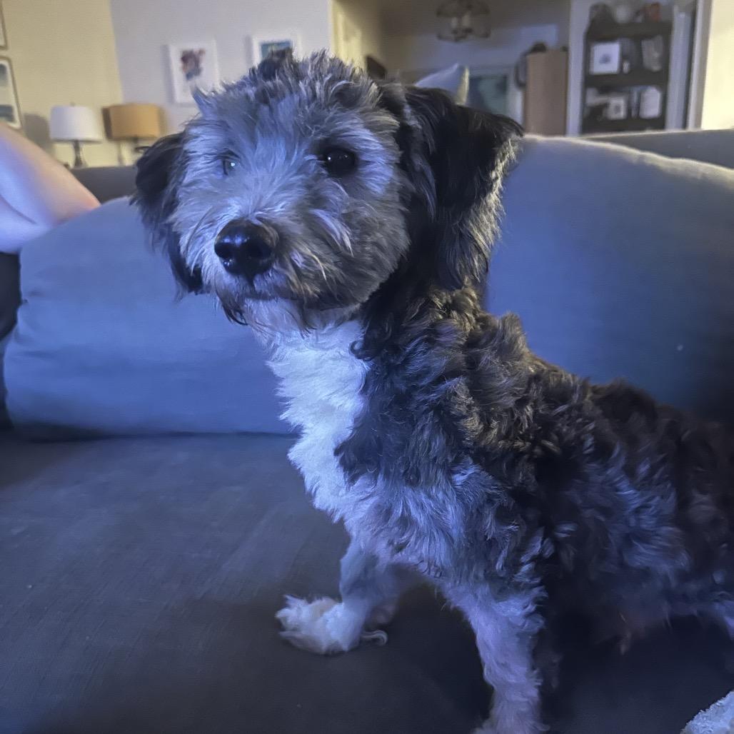 Auggie C-34103, a Adoptable Shih Tzu in Oklahoma City, OK image 5/6