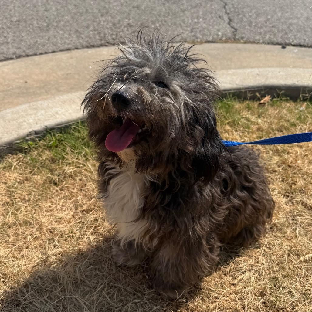 Auggie C-34103, a Adoptable Shih Tzu in Oklahoma City, OK image 6/6