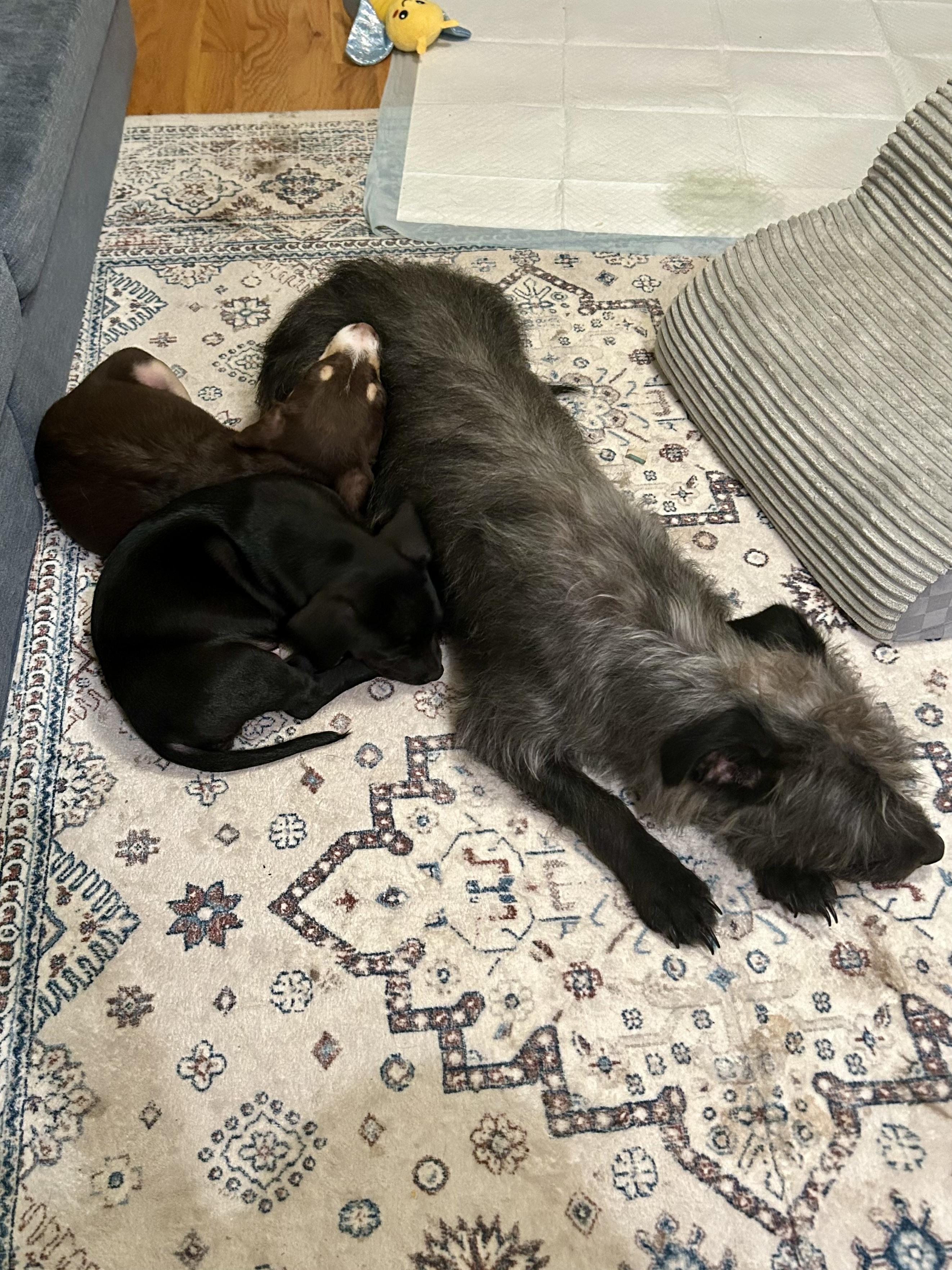 ABBY — thumbnail 2