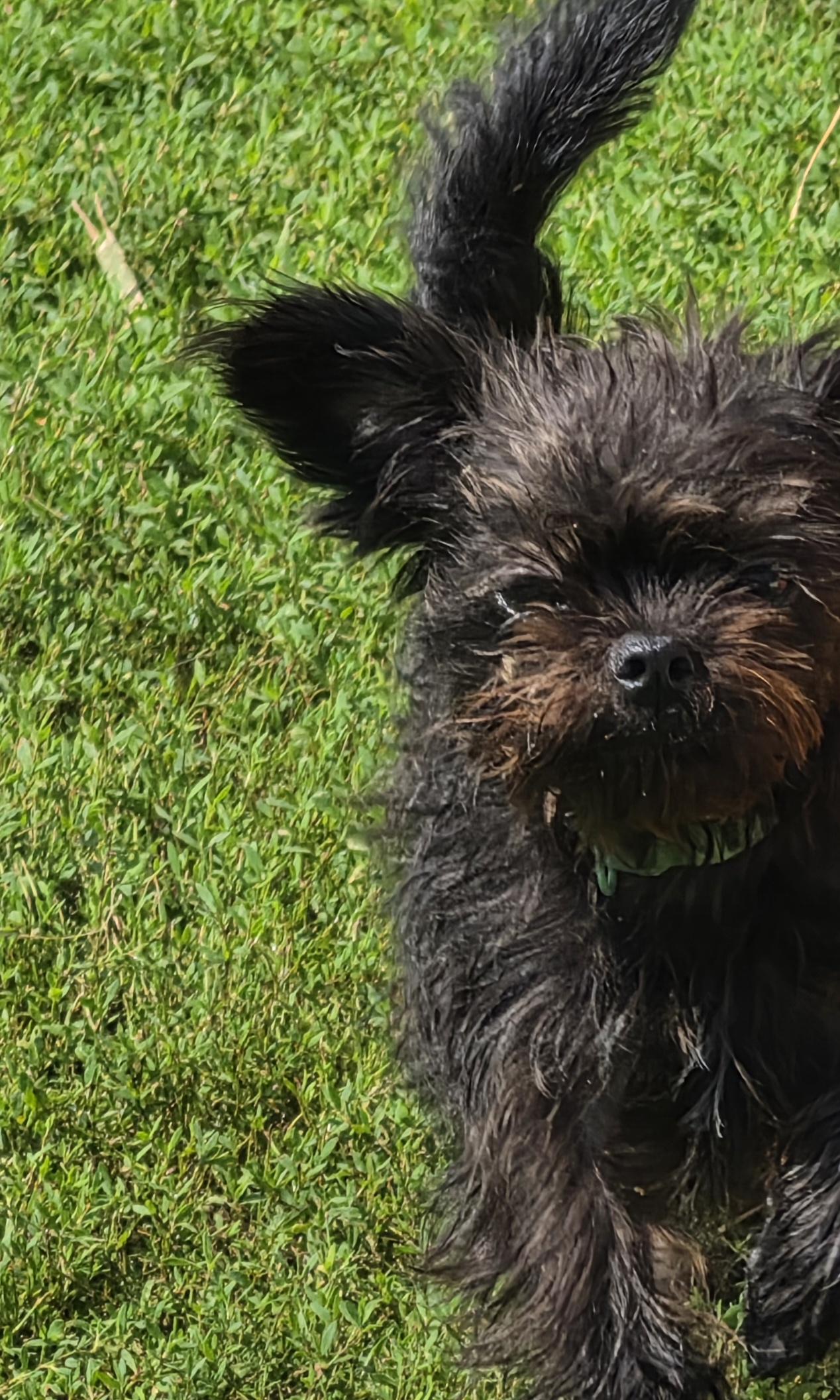 Enlarge Cochetta, a Adopted mixed breed in Terre Haute, IN image 5/5