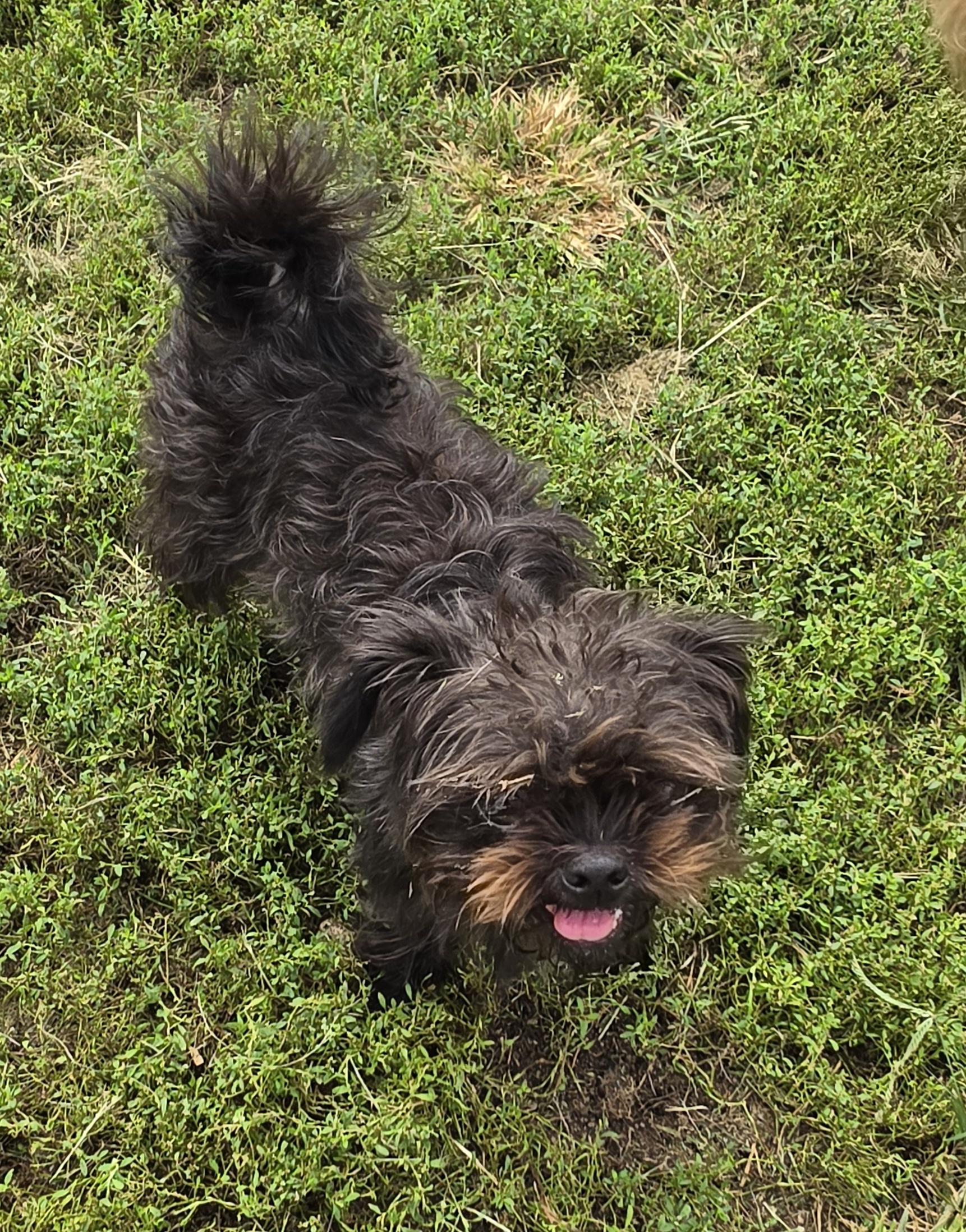 Enlarge Cochetta, a Adopted mixed breed in Terre Haute, IN image 2/5