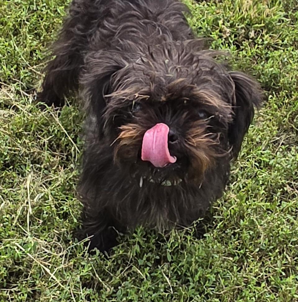 Enlarge Cochetta, a Adopted mixed breed in Terre Haute, IN image 3/5