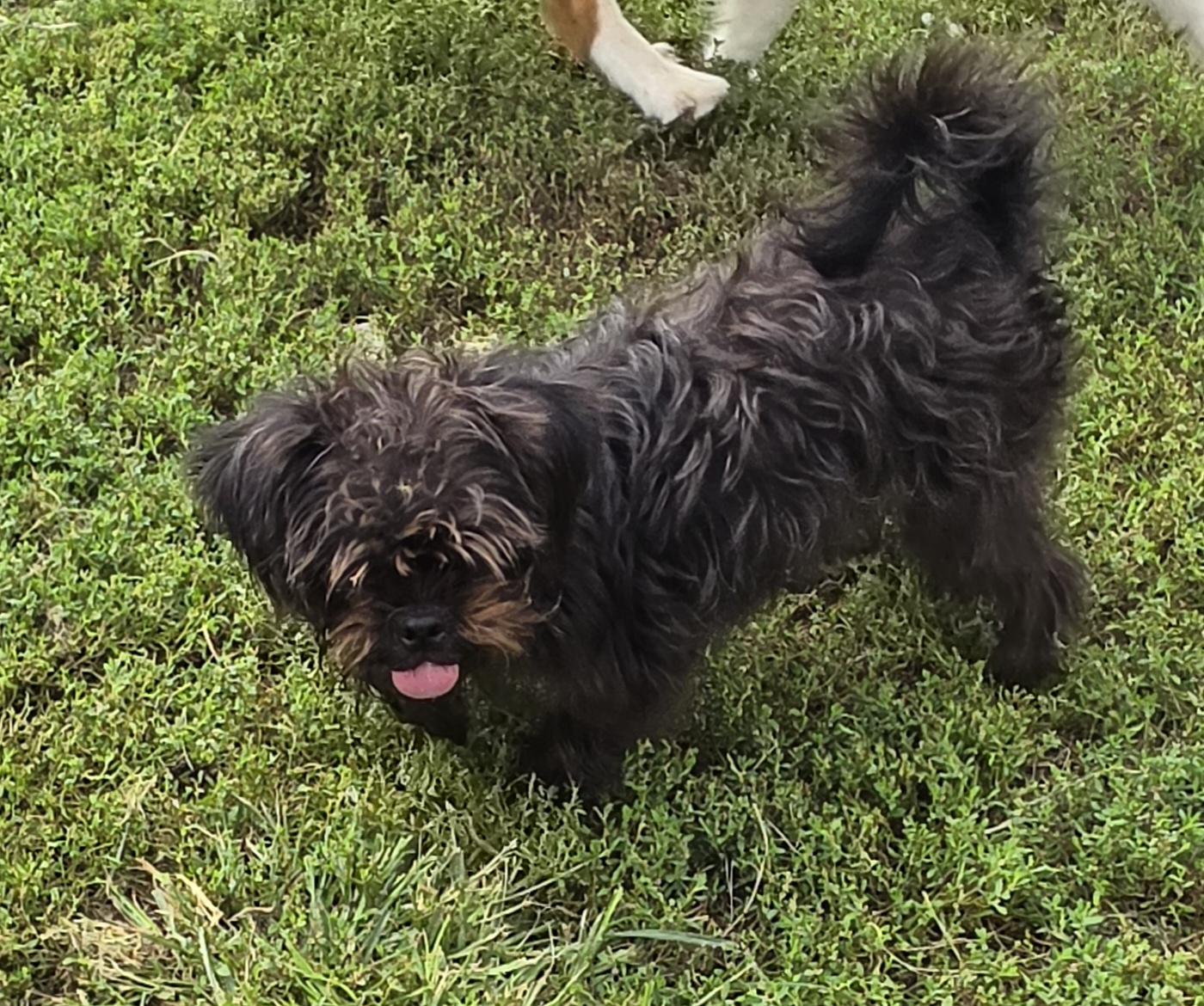 Cochetta, Adopted, Young Female Yorkshire Terrier.