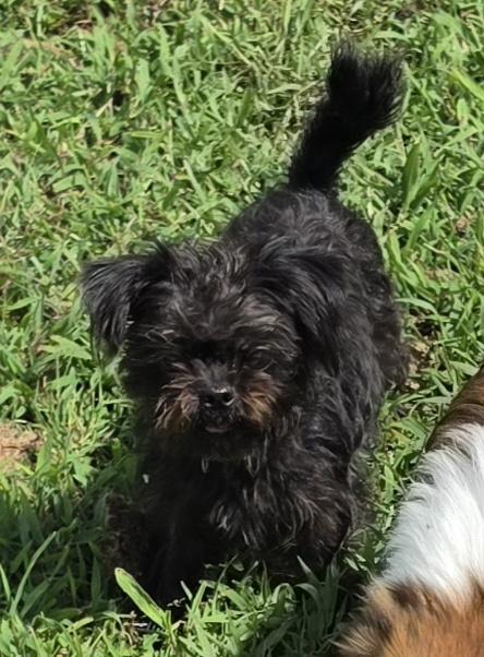 Enlarge Cochetta, a Adopted mixed breed in Terre Haute, IN image 4/5