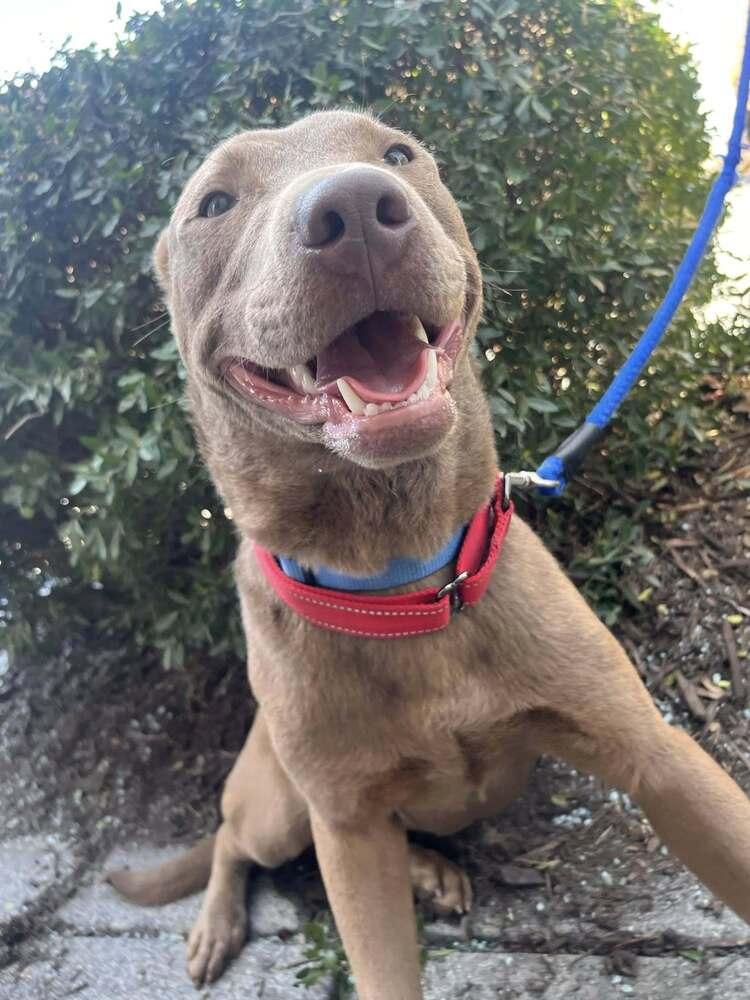 Moe, Adoptable, Puppy Male Mixed Breed.