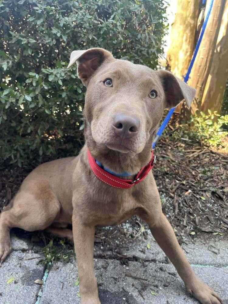 Enlarge Moe, a Adoptable mixed breed in Acworth, GA image 2/3