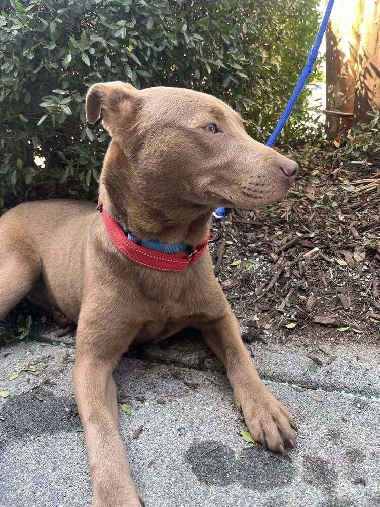 Moe, Adoptable, Puppy Male Mixed Breed.