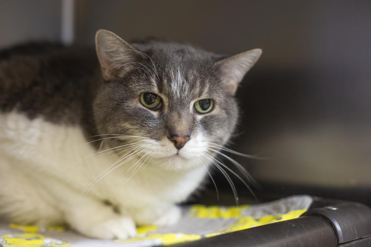 Sarah, Adoptable, Adult Female Domestic Medium Hair.