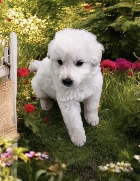 Auggie photo 1