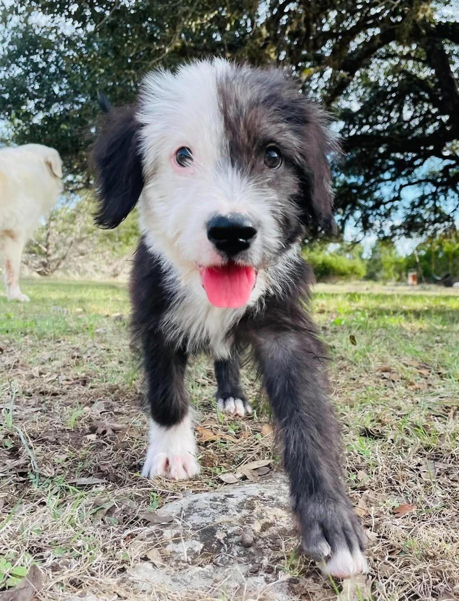 Chicago, Adoptable, Puppy Female Australian Shepherd & Bearded Collie.