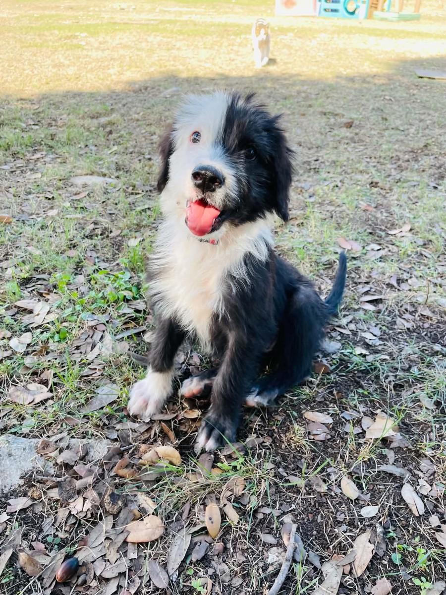 Enlarge Chicago, a Adoptable mixed breed in Boerne, TX image 3/6