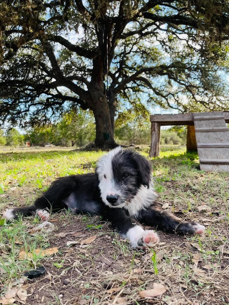 Enlarge Chicago, a Adoptable mixed breed in Boerne, TX image 4/6