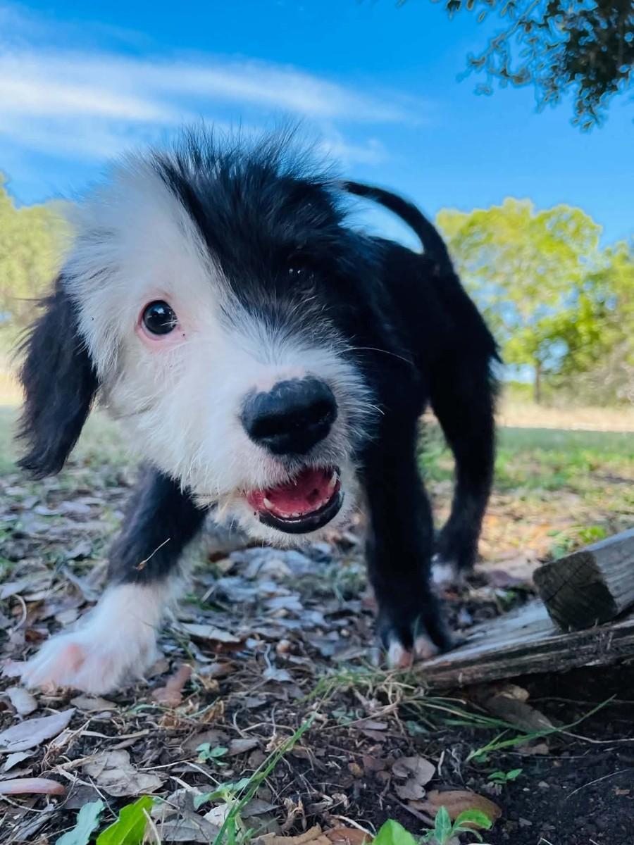 Enlarge Chicago, a Adoptable mixed breed in Boerne, TX image 2/6
