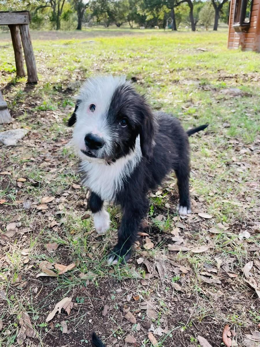 Enlarge Chicago, a Adoptable mixed breed in Boerne, TX image 5/6