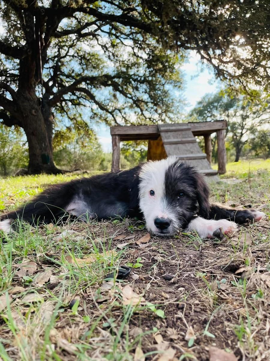 Enlarge Chicago, a Adoptable mixed breed in Boerne, TX image 6/6