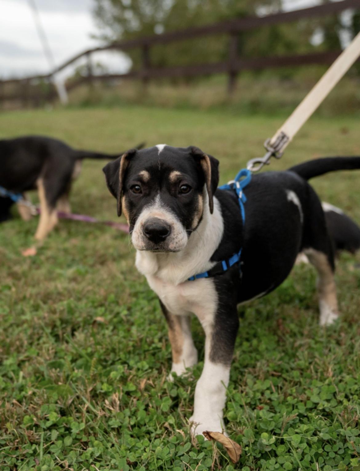 Zorro