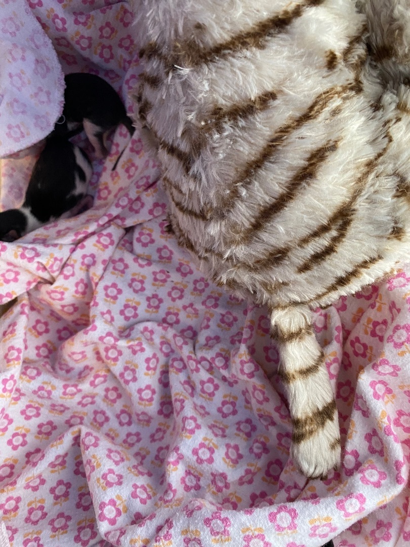 Aspen, Adopted, Young Female Domestic Medium Hair.