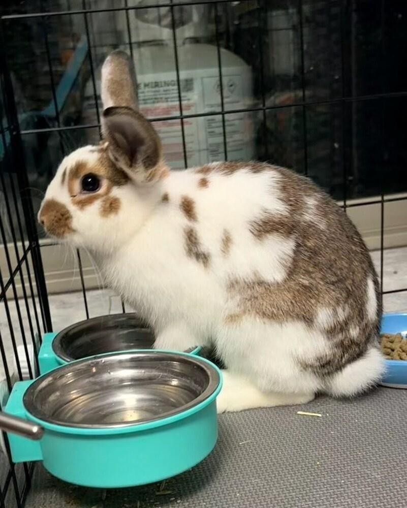 Enlarge Caramel, a Adoptable mixed breed in Pasco, WA image 2/5