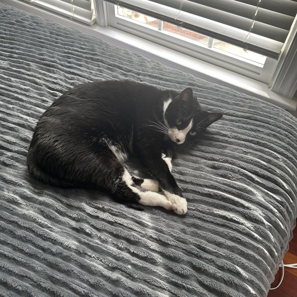 Mittens, Adoptable, Adult Male American Shorthair.