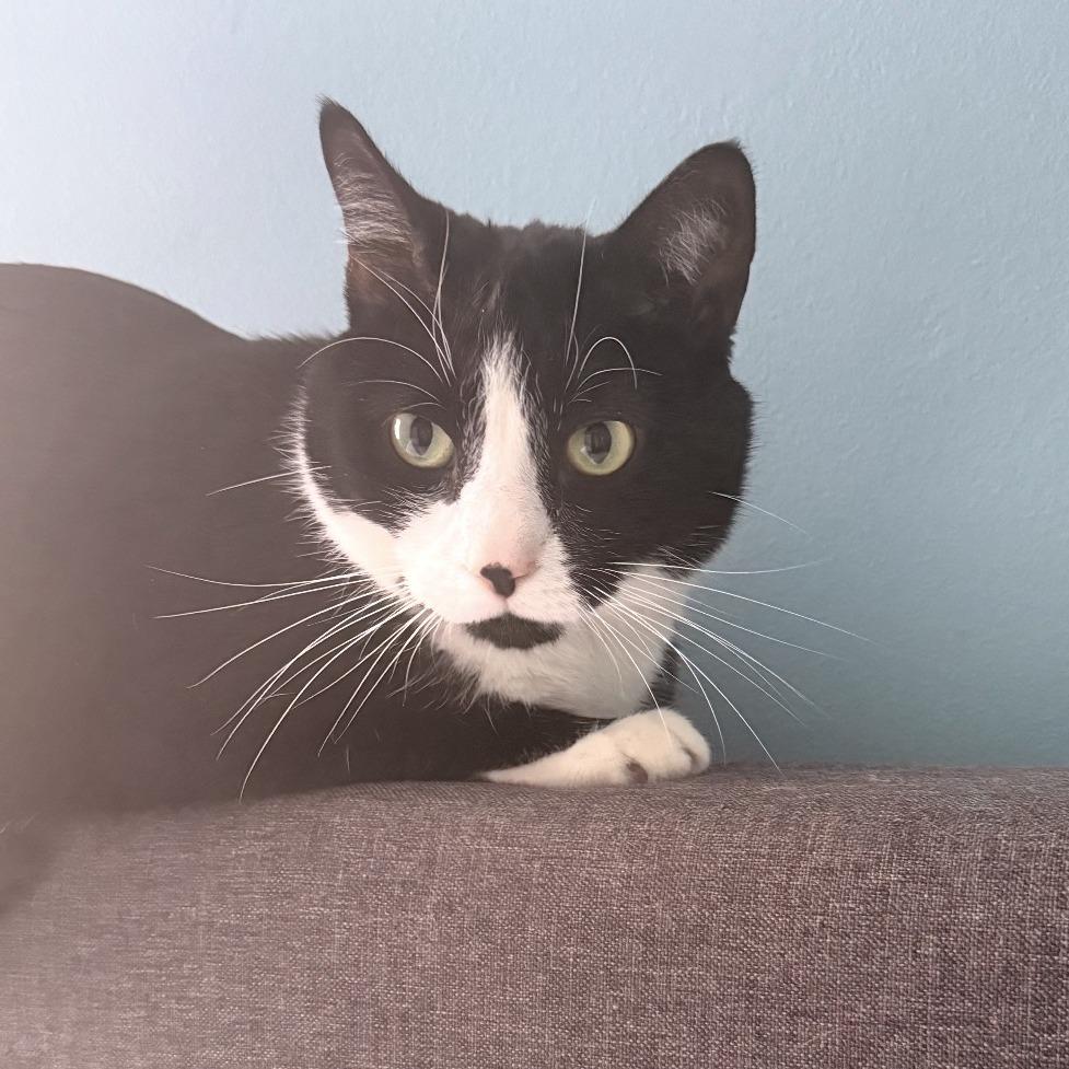 Mittens, Adoptable, Adult Male American Shorthair.