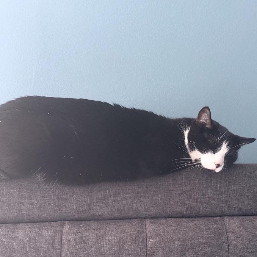 Enlarge Mittens, a Adoptable American Shorthair in Mebane, NC image 5/5