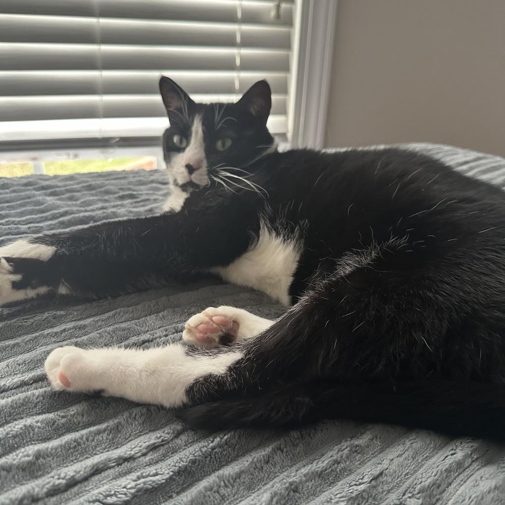 Enlarge Mittens, a Adoptable American Shorthair in Mebane, NC image 6/6