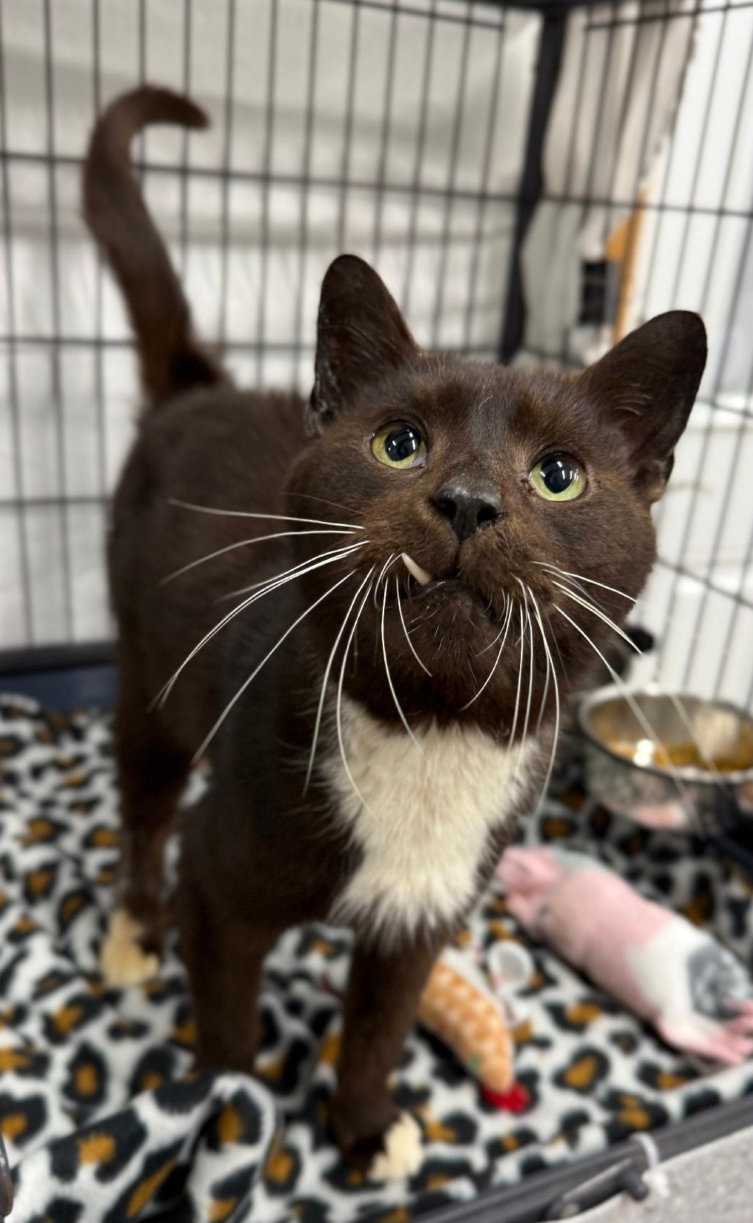 Enlarge Buck Wild, a ADOPTABLE Domestic Short Hair in Mount Vernon, OH image 1/1