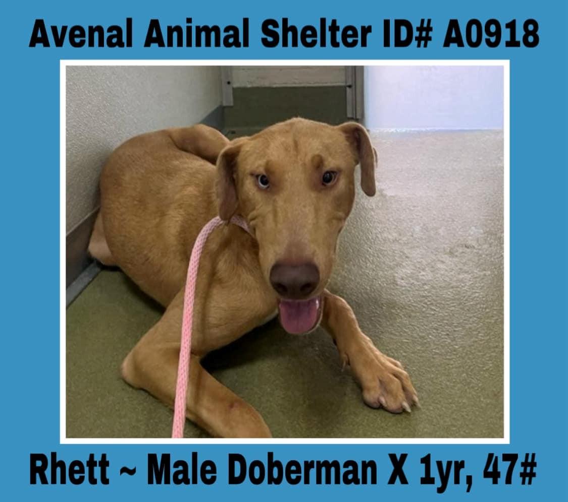 Rhett, Adoptable, Adult Male Doberman Pinscher.