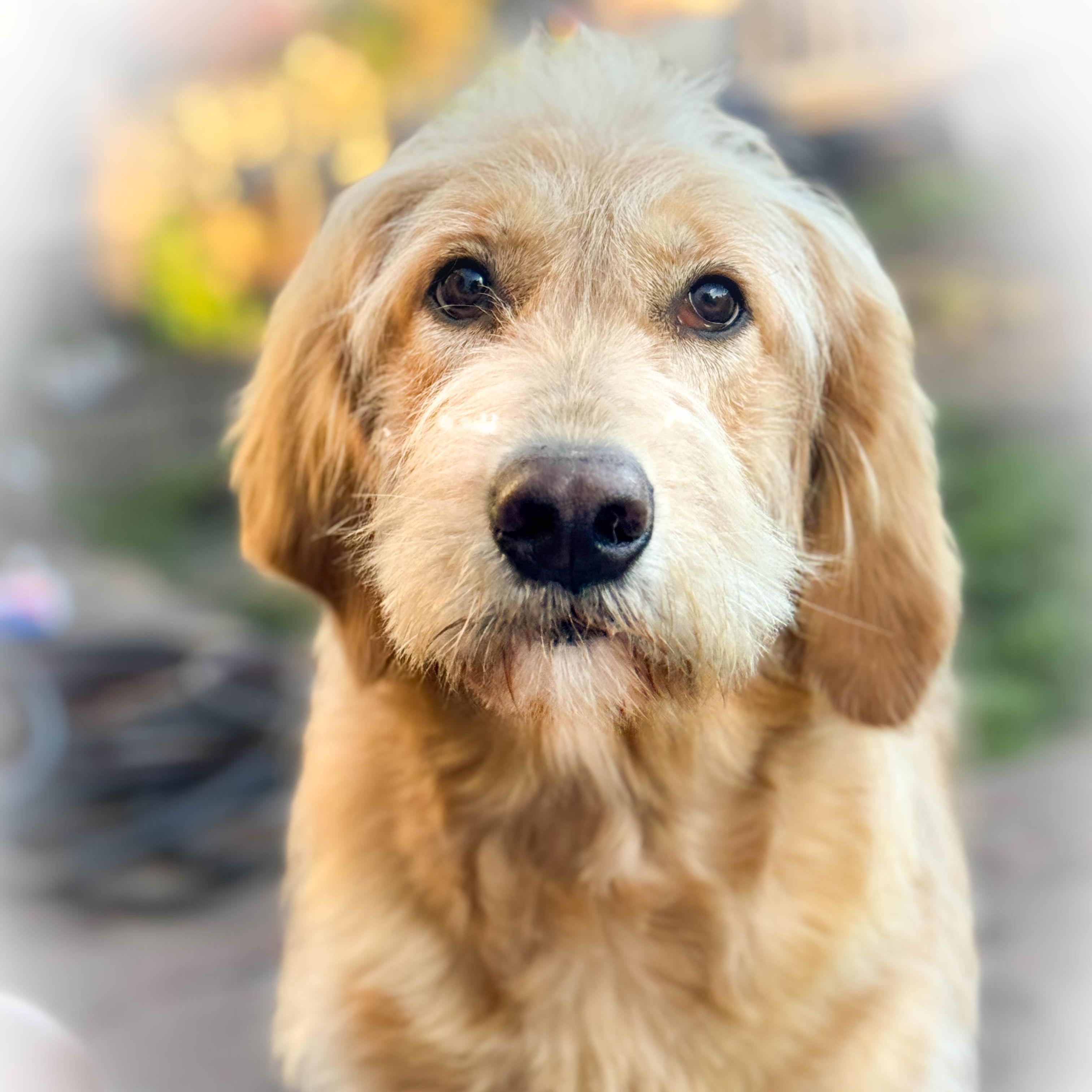 Stella, adopted, Young Female Golden Retriever & Standard Poodle.