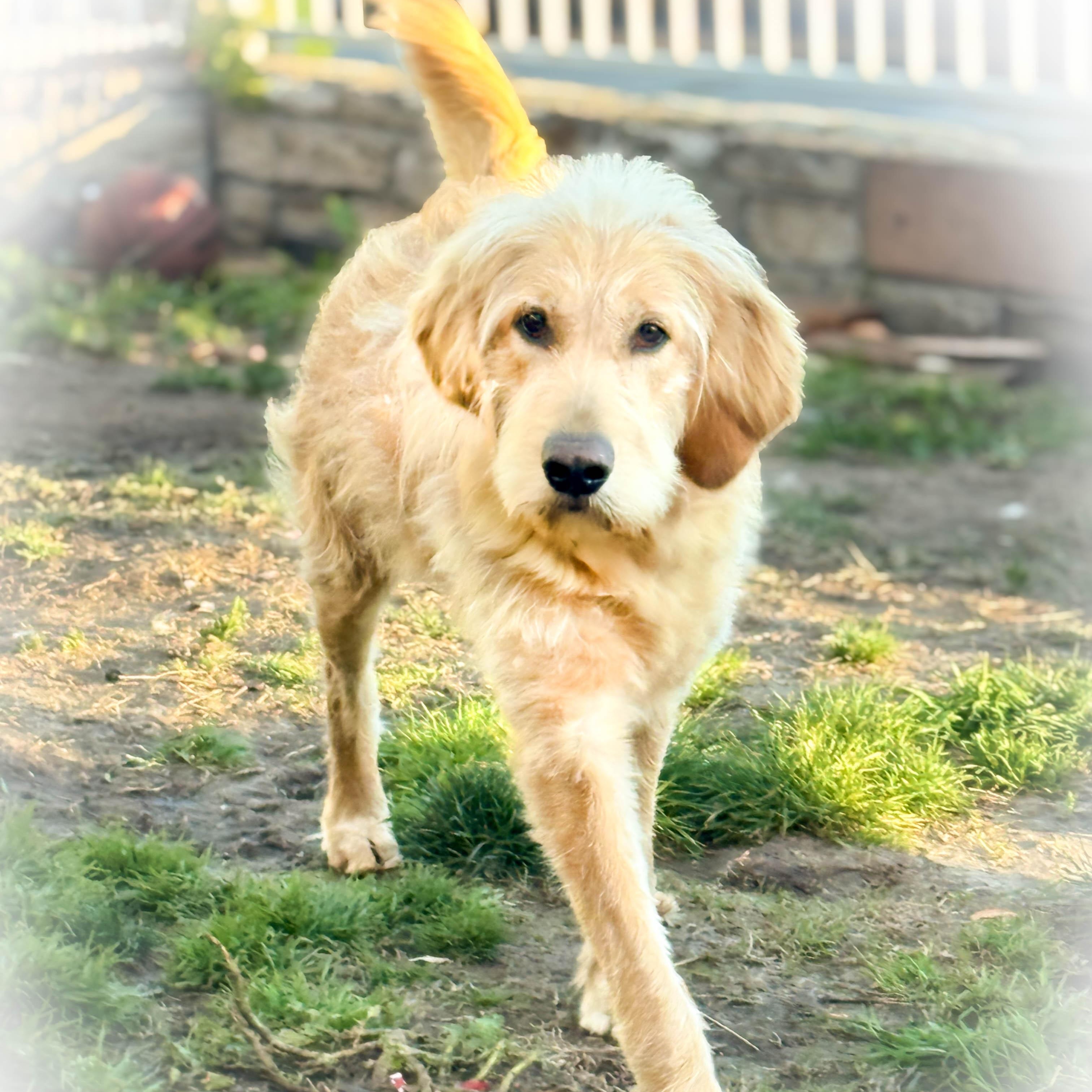 Enlarge Stella, an adopted mixed breed in Torrance, CA image 2/5