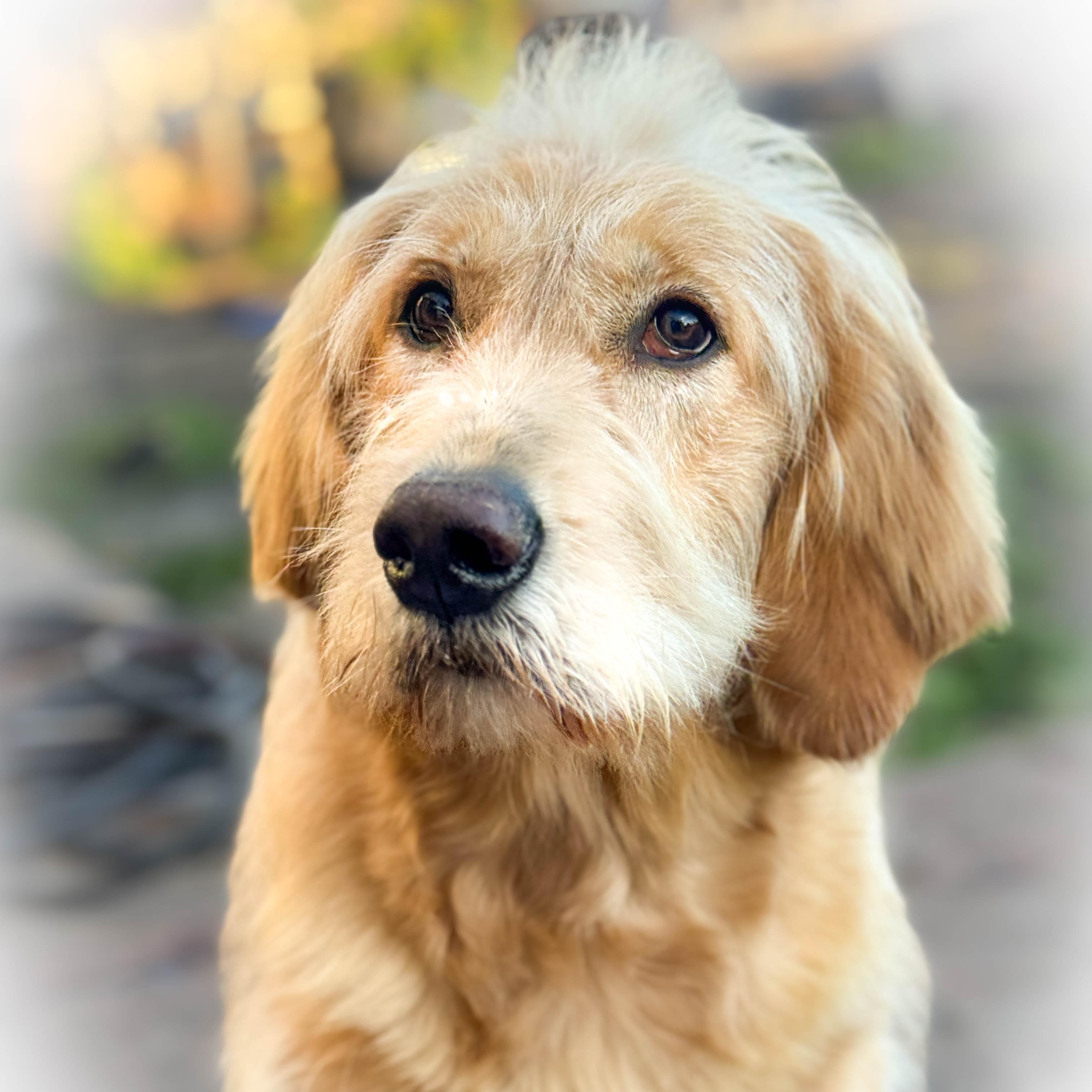 Enlarge Stella, an adopted mixed breed in Torrance, CA image 3/5