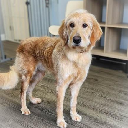 Enlarge Stella, an adopted mixed breed in Torrance, CA image 5/5