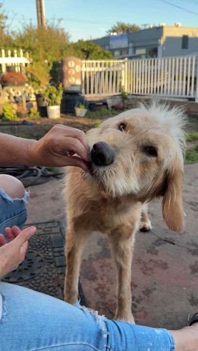 Enlarge Stella, an adopted mixed breed in Torrance, CA video 4/5