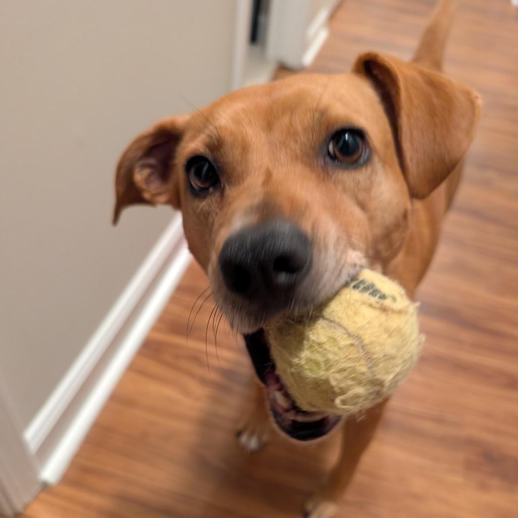 Enlarge Pepper, a Adoptable Labrador Retriever in Summerfield, NC image 2/6