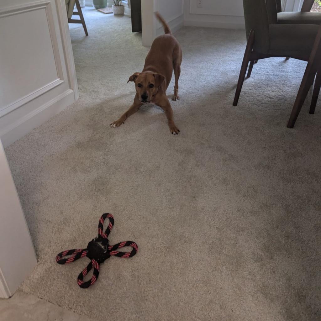 Enlarge Pepper, a Adoptable Labrador Retriever in Summerfield, NC image 3/6