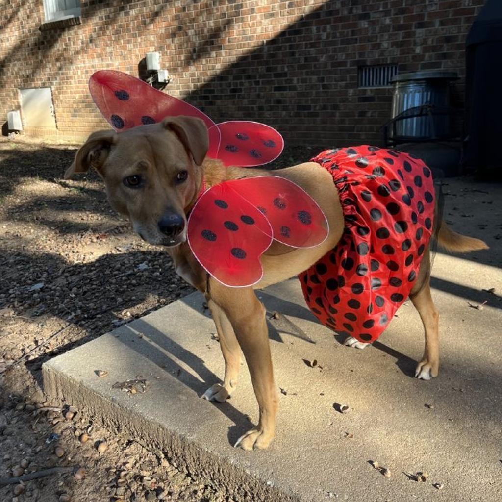 Enlarge Pepper, a Adoptable Labrador Retriever in Summerfield, NC image 1/6