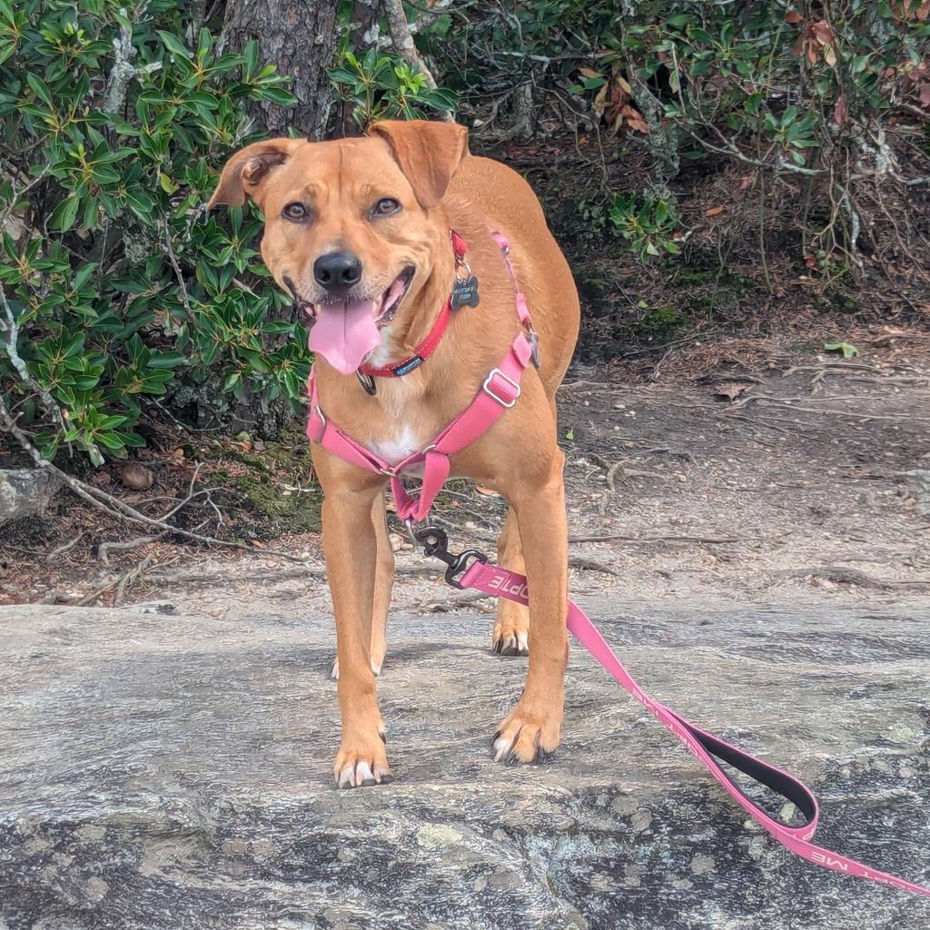 Enlarge Pepper, a Adoptable Labrador Retriever in Summerfield, NC image 4/6