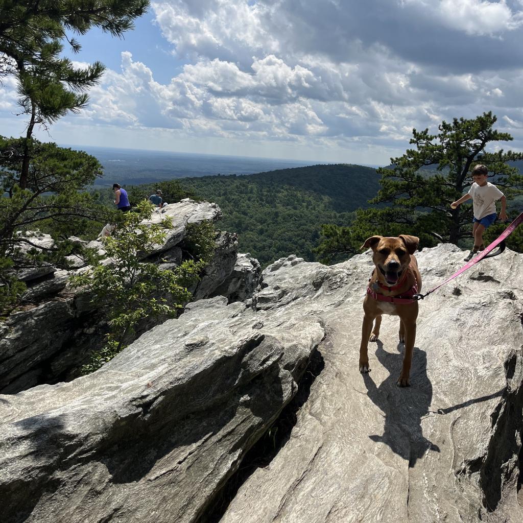 Enlarge Pepper, a Adoptable Labrador Retriever in Summerfield, NC image 5/6