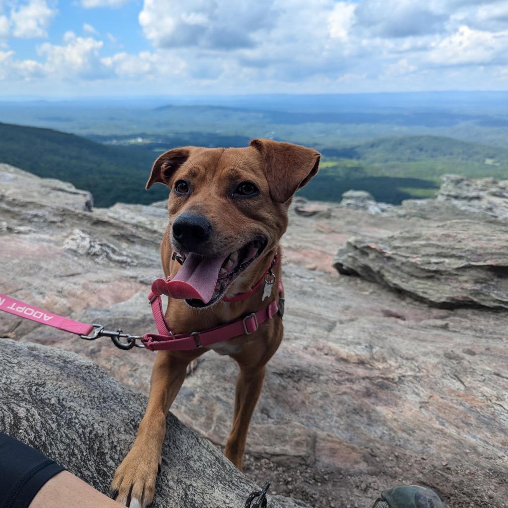 Enlarge Pepper, a Adoptable Labrador Retriever in Summerfield, NC image 6/6