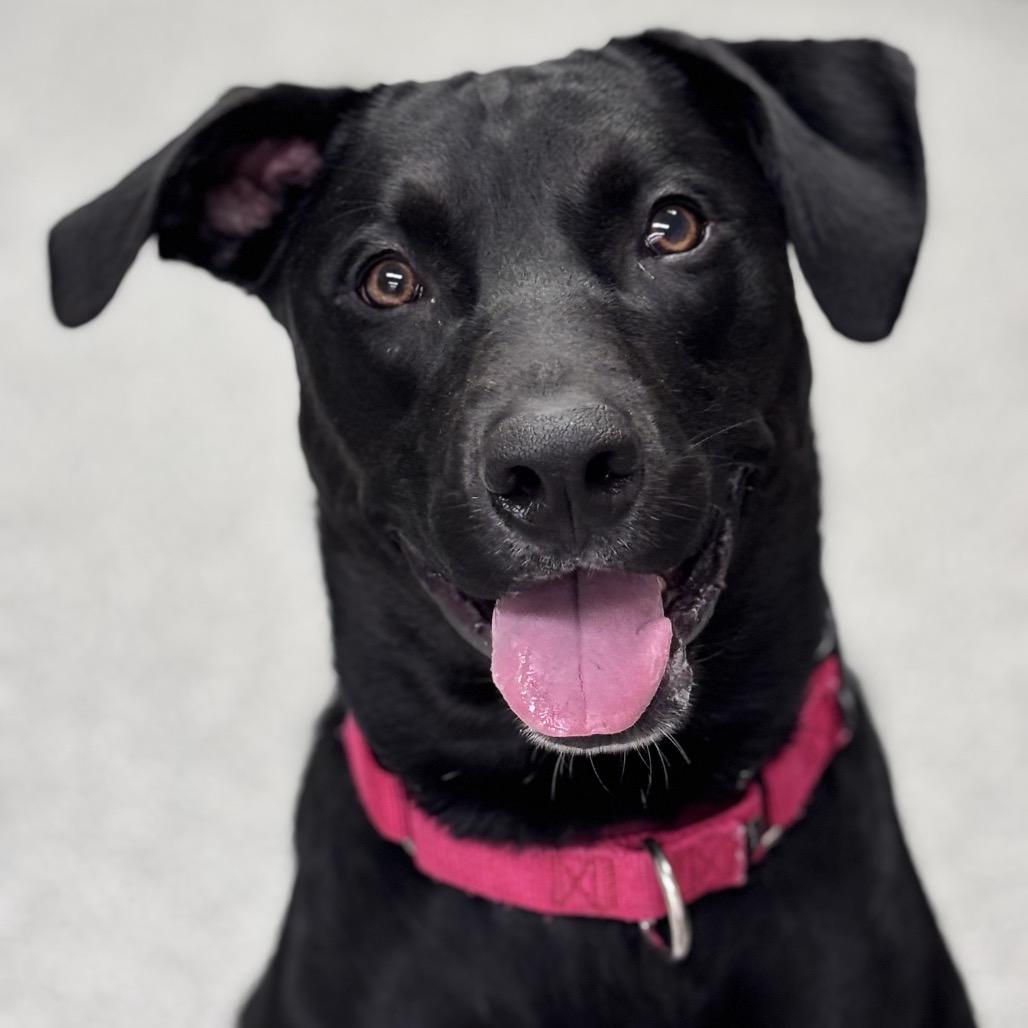 Enlarge Jet, a Adoptable Mixed Breed in Batavia, OH image 1/6