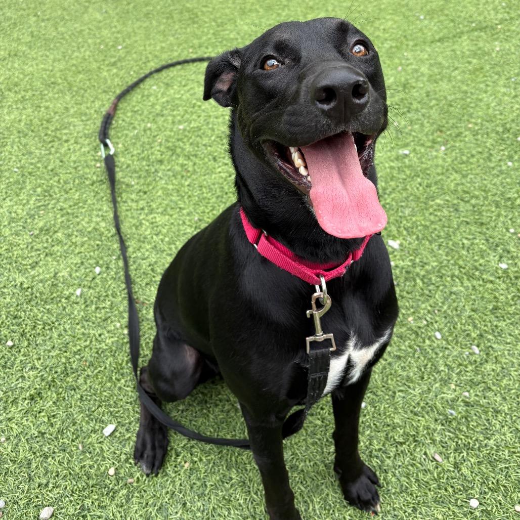 Enlarge Jet, a Adoptable Mixed Breed in Batavia, OH image 2/6