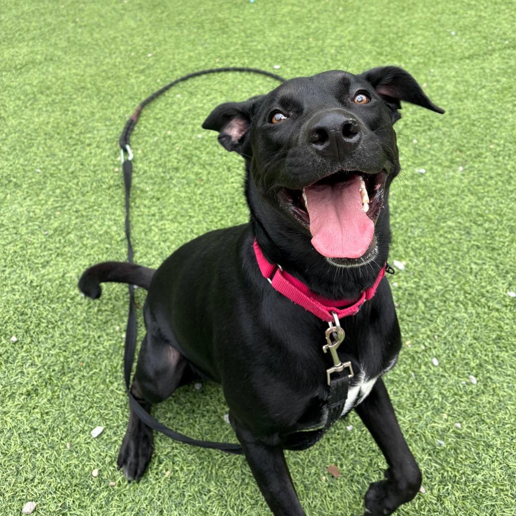 Enlarge Jet, a Adoptable Mixed Breed in Batavia, OH image 3/6