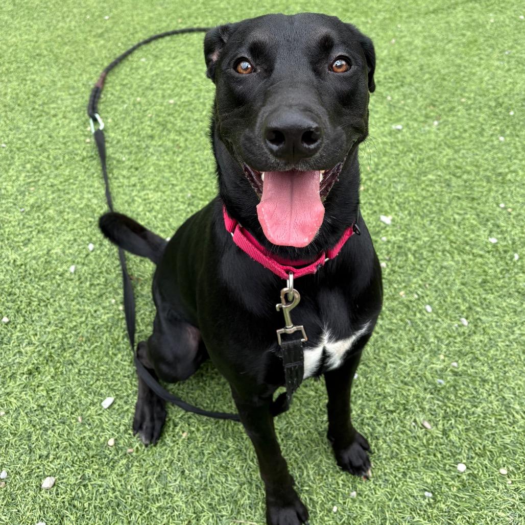 Enlarge Jet, a Adoptable Mixed Breed in Batavia, OH image 4/6