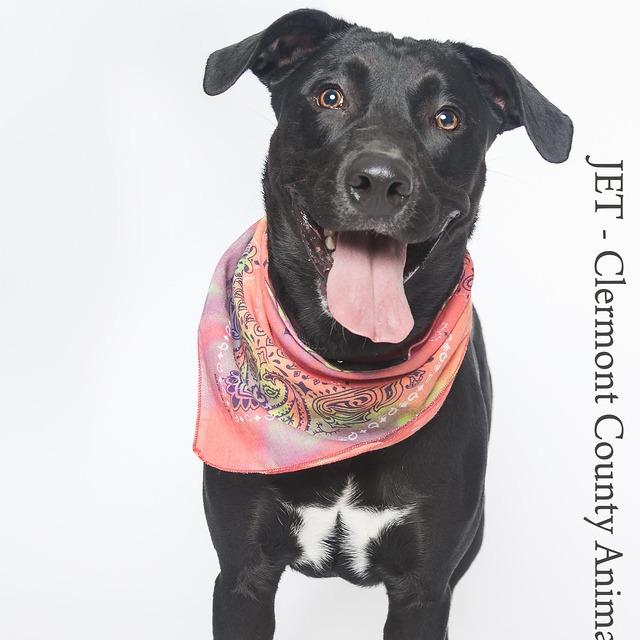 Enlarge Jet, a Adoptable Mixed Breed in Batavia, OH image 5/6