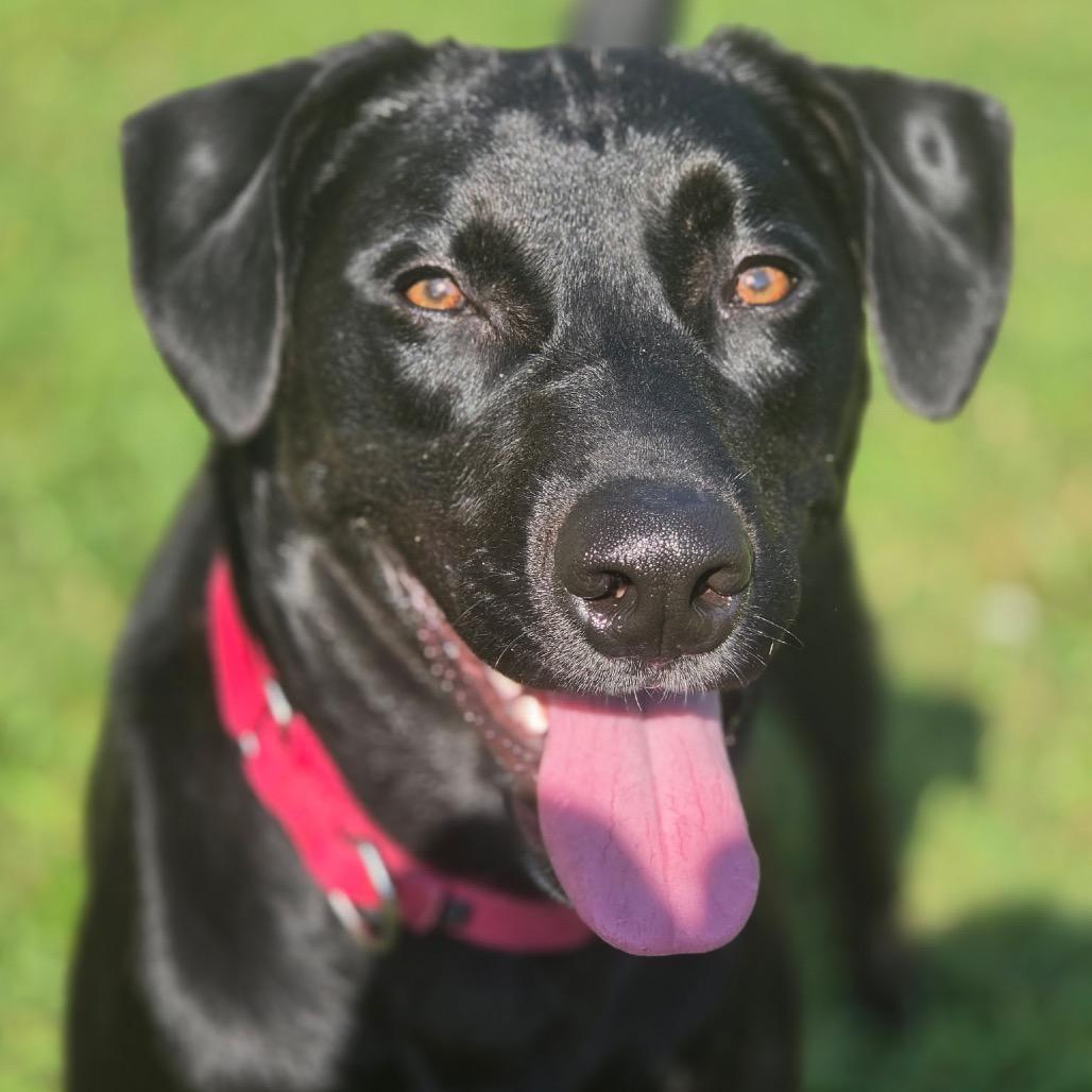 Enlarge Jet, a Adoptable mixed breed in Batavia, OH image 5/6