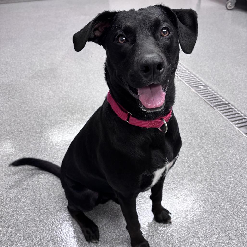 Enlarge Jet, a Adoptable Mixed Breed in Batavia, OH image 6/6