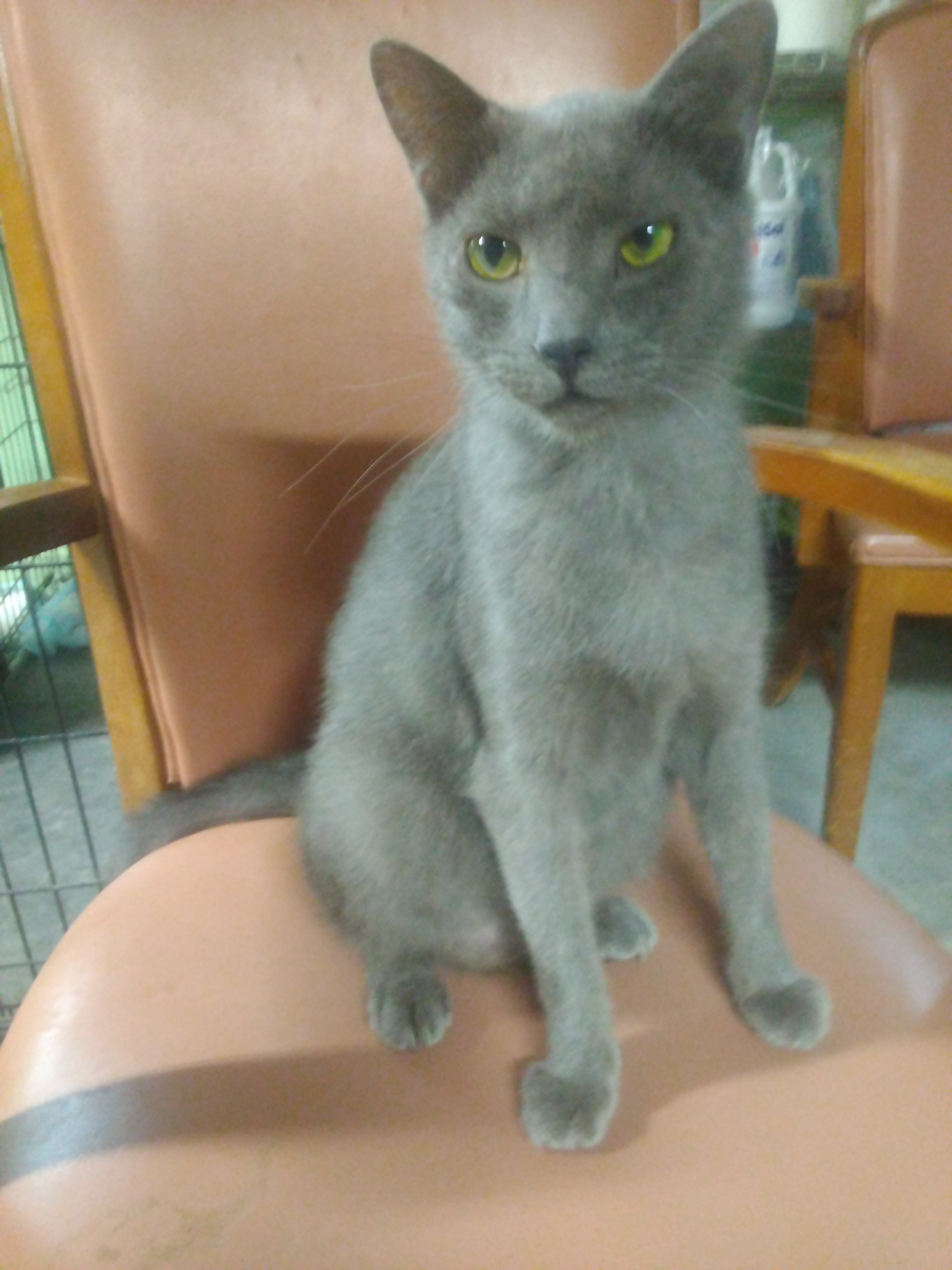 Enlarge Paisley, a Adoptable American Shorthair in Scotland Neck, NC image 3/5