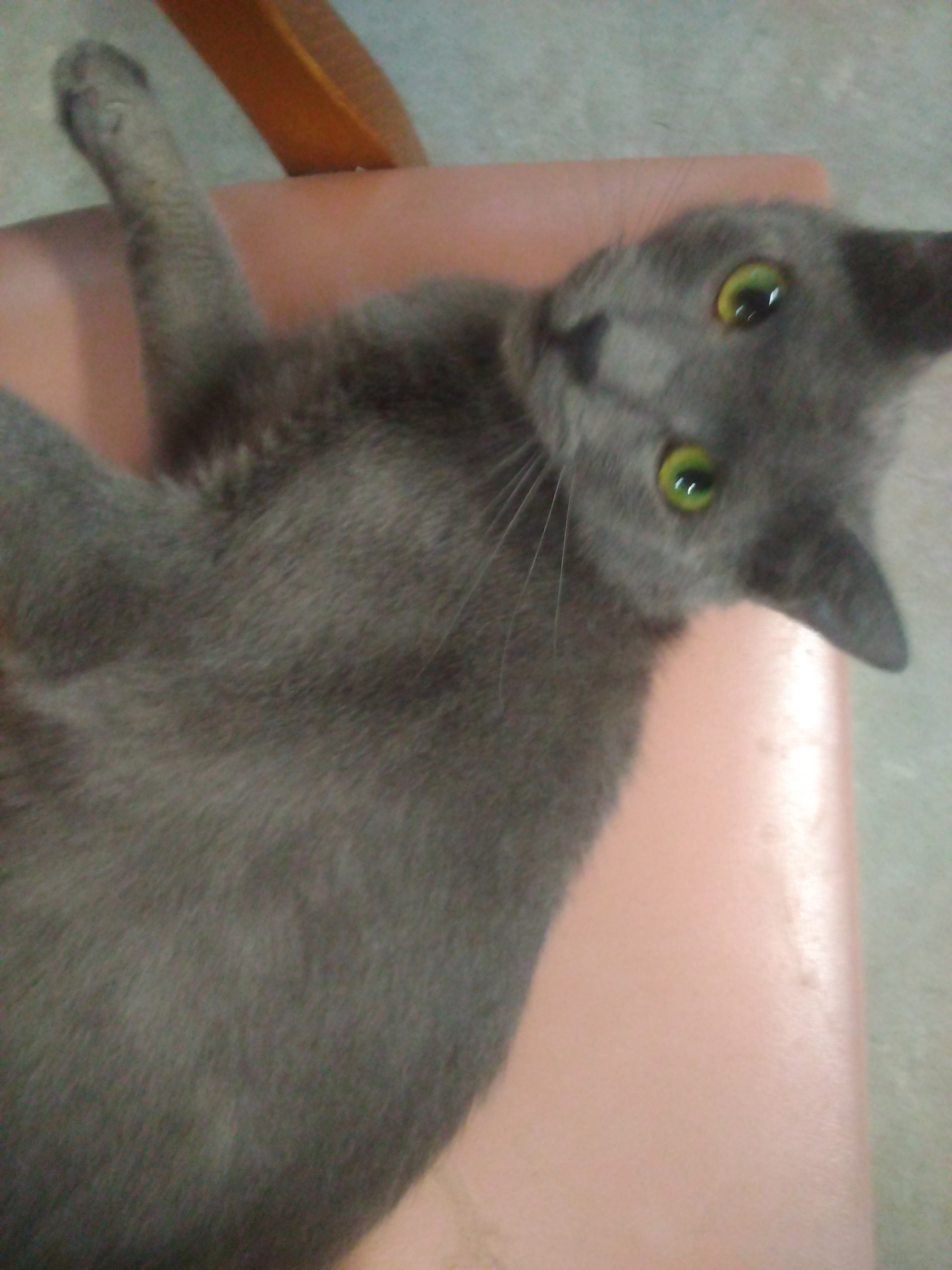 Enlarge Paisley, a Adoptable American Shorthair in Scotland Neck, NC image 5/5