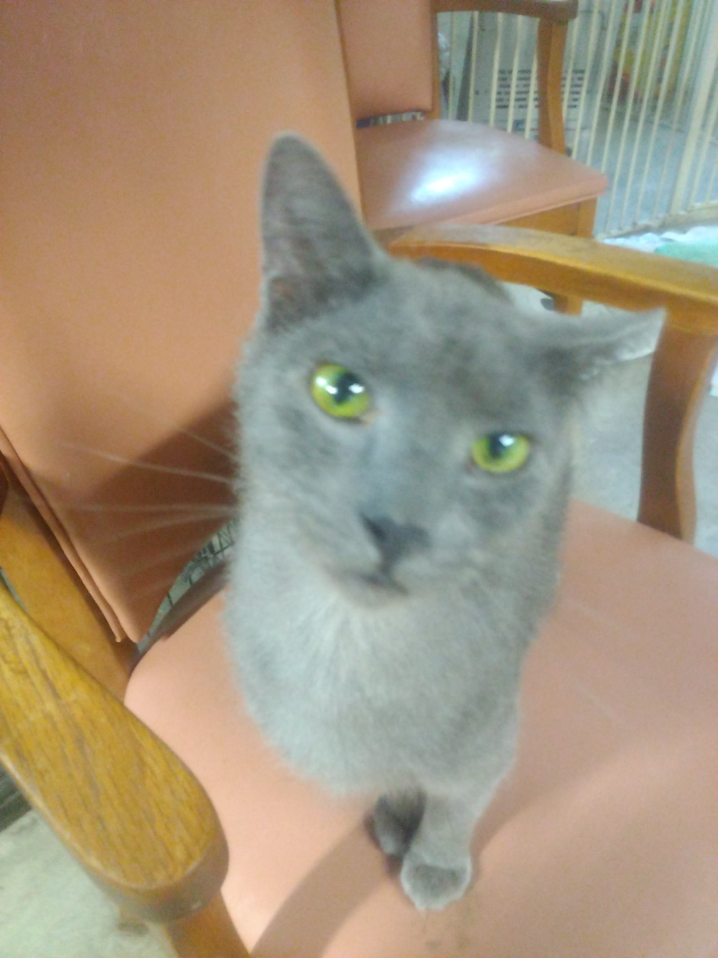 Enlarge Paisley, a Adoptable American Shorthair in Scotland Neck, NC image 2/5